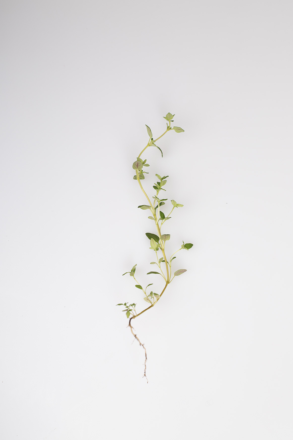 Ein Zweig Thymian mit Wurzel.