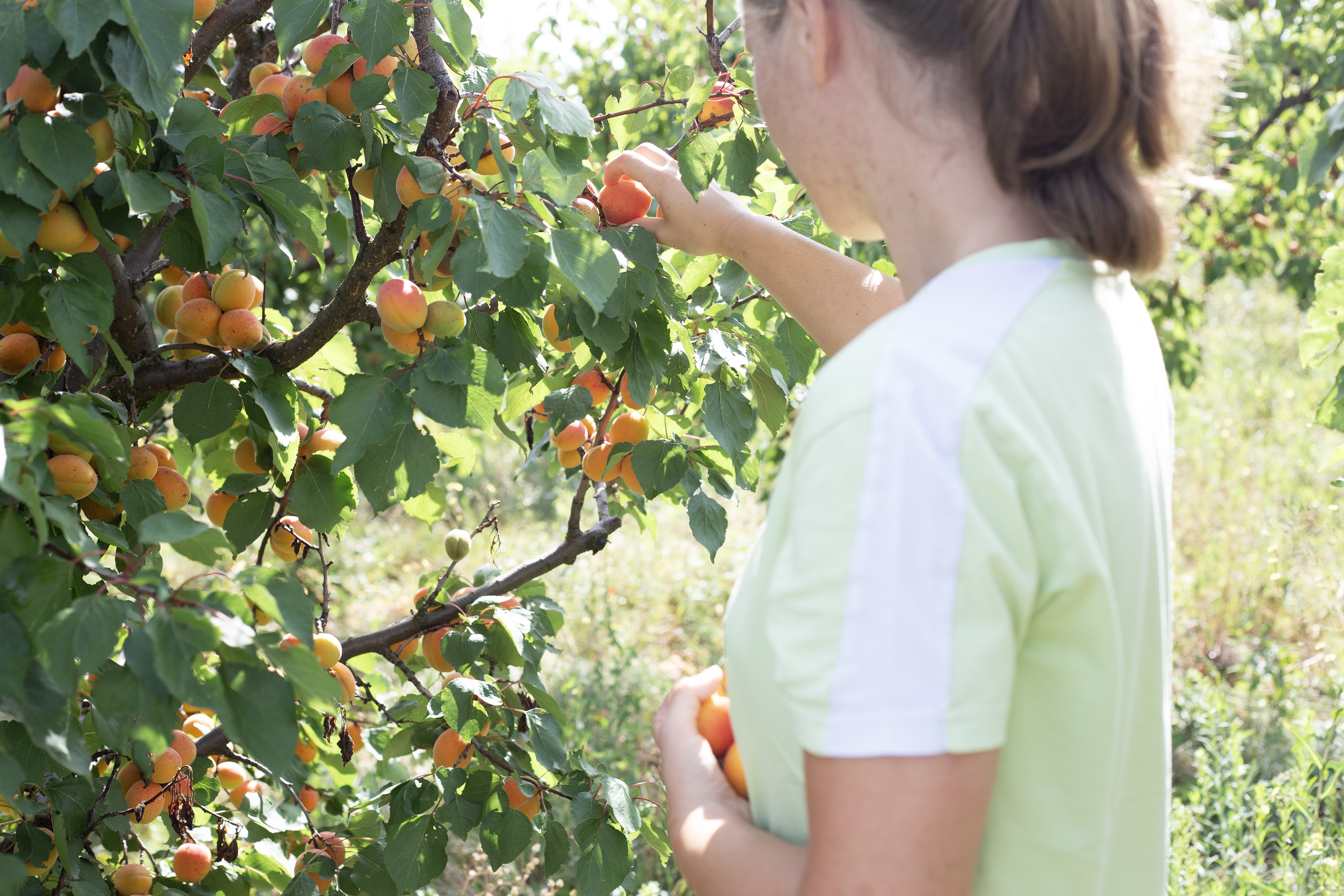 Junges Mädchen pflückt Marillen.